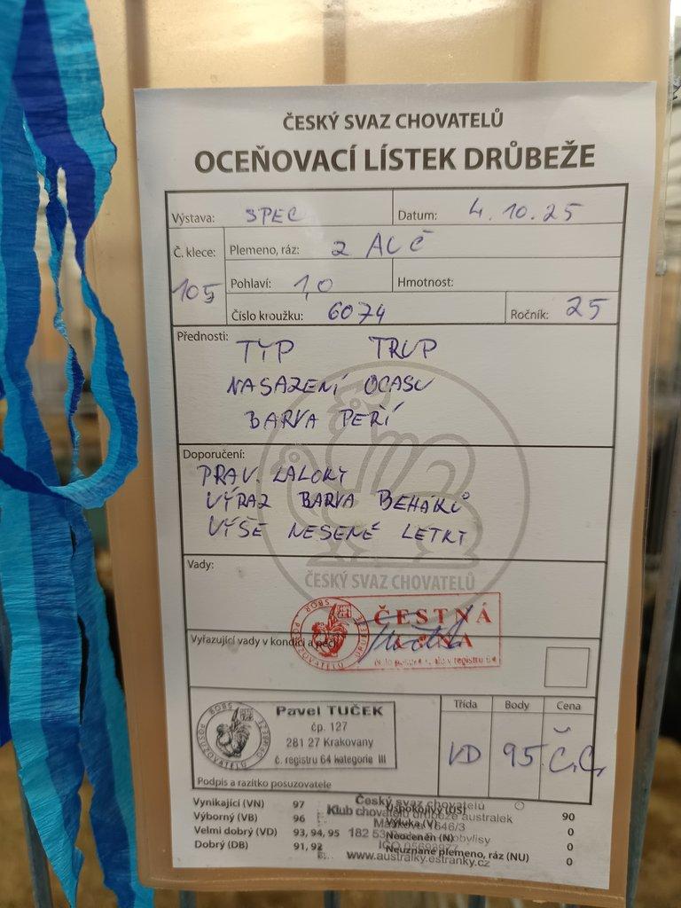 Australka zdrobnělá černá