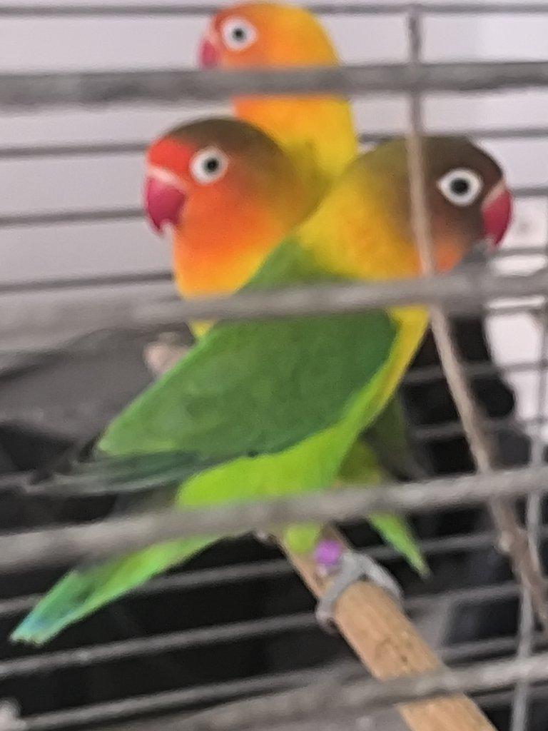 Agapornis Fisery par i s kleci