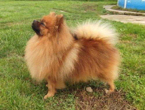 Německý špic malý s PP-bereme záznamy na štěňata barvy orange a orange sable