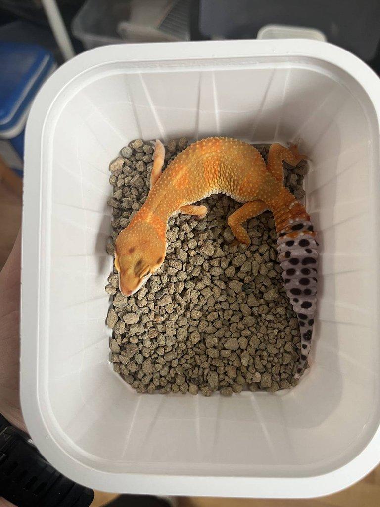 0.0.4 Phelsuma graandis HR