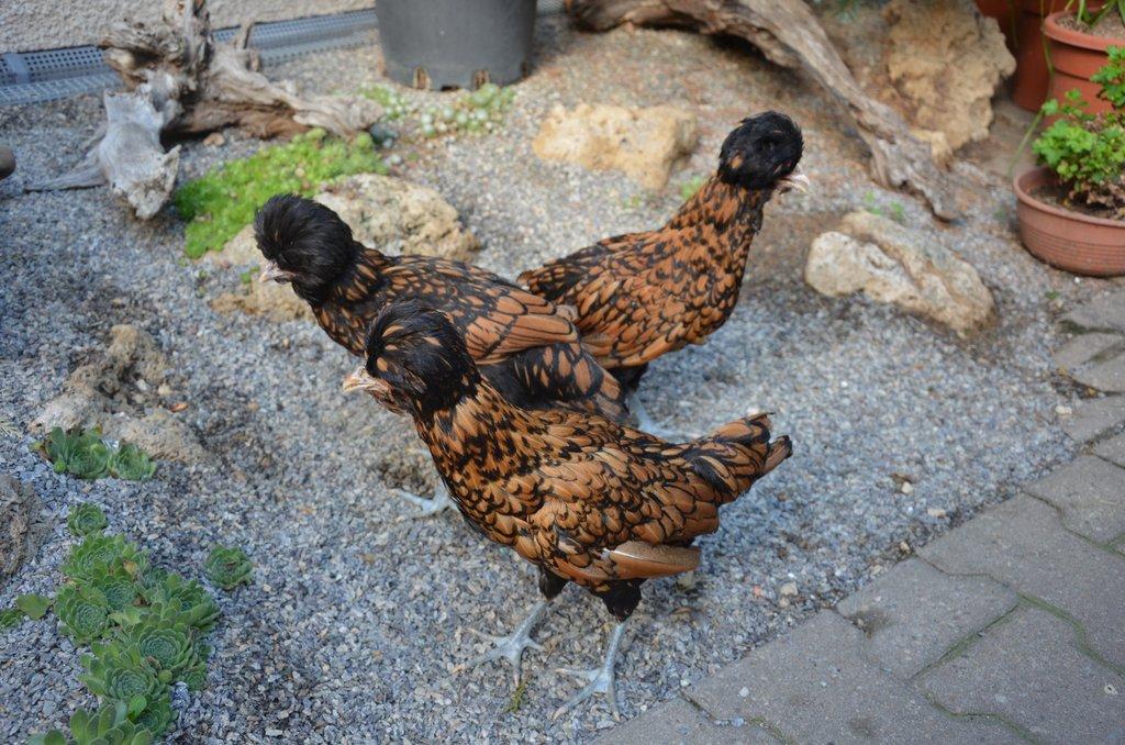 Zdrobnělá paduánka