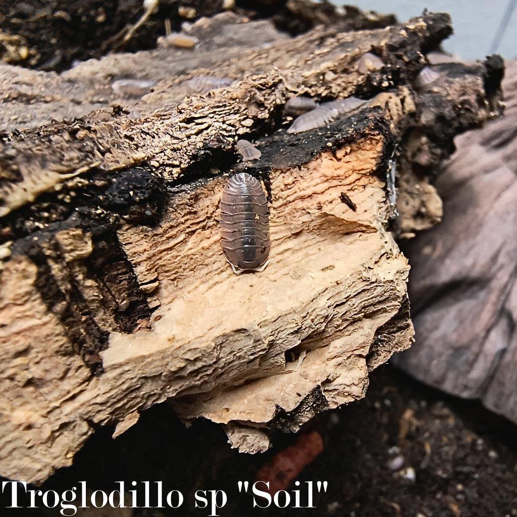 ISOPODY·STÍNKY - Aquatera Olomouc 23.11. / Akce 2+1