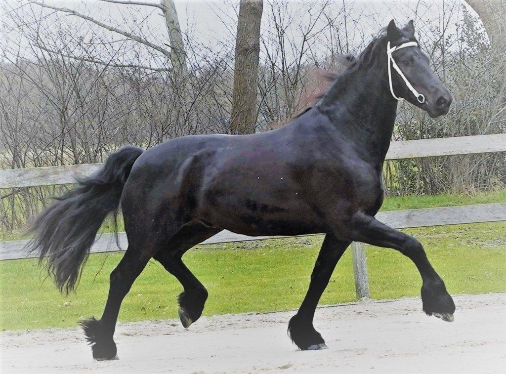 SUPER SLADKÝ, EXTRÉMNĚ něžný, TALENTOVANÝ fríský hřebec na prodej