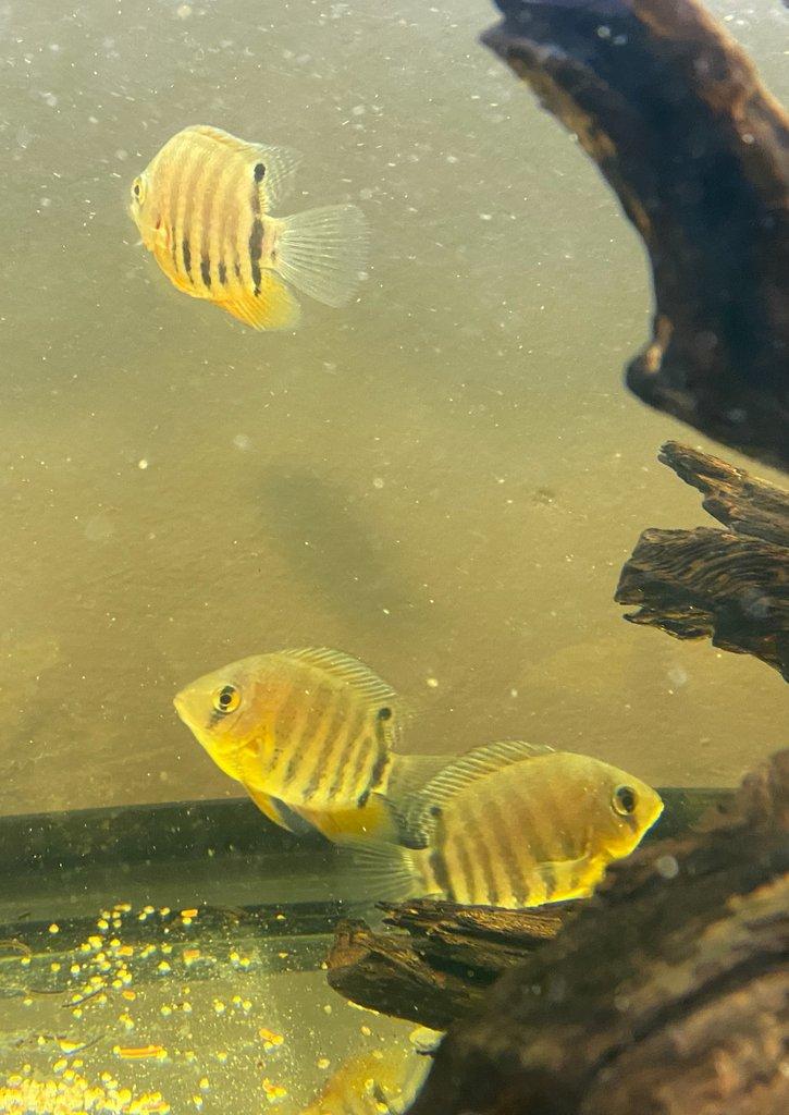 Metynnis, Heros, Botia, Arowana - Faunatrhy Ostrava !