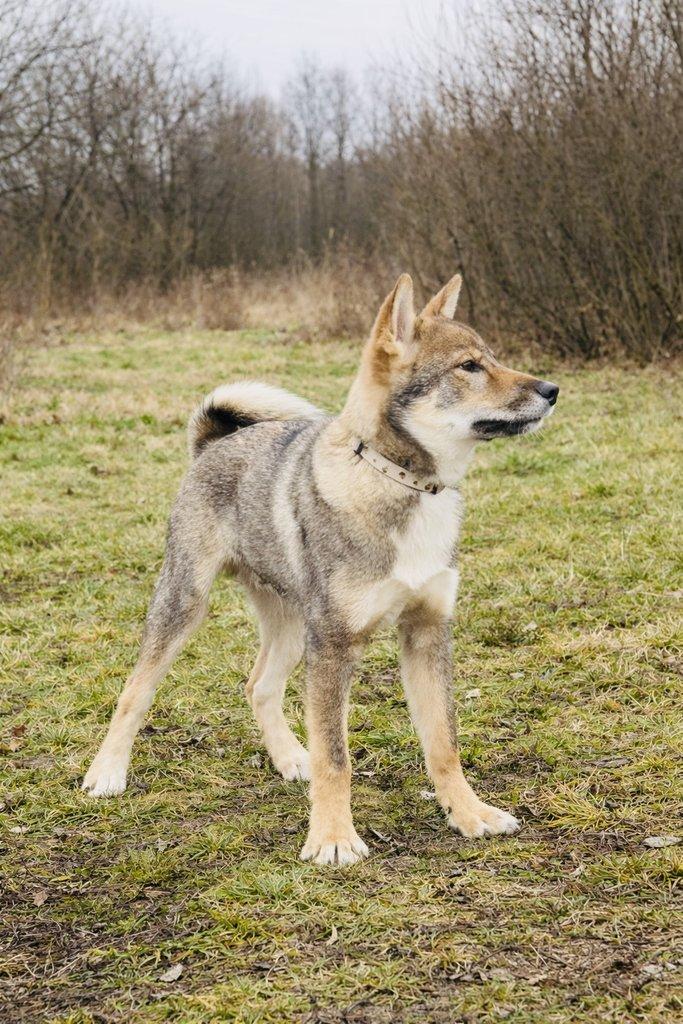 Shikoku štěňátko hledá milující domov