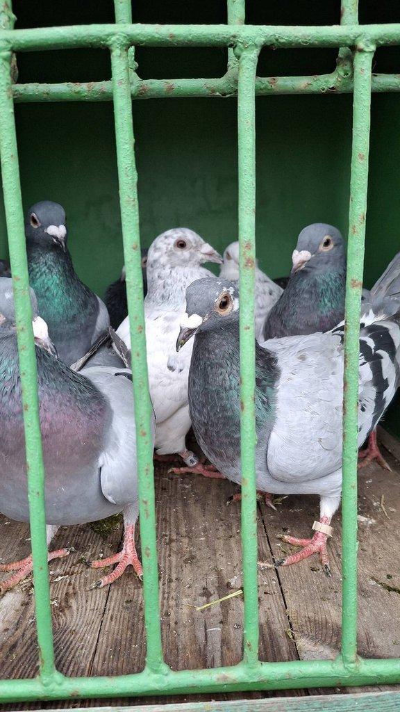 Poštovní holubi