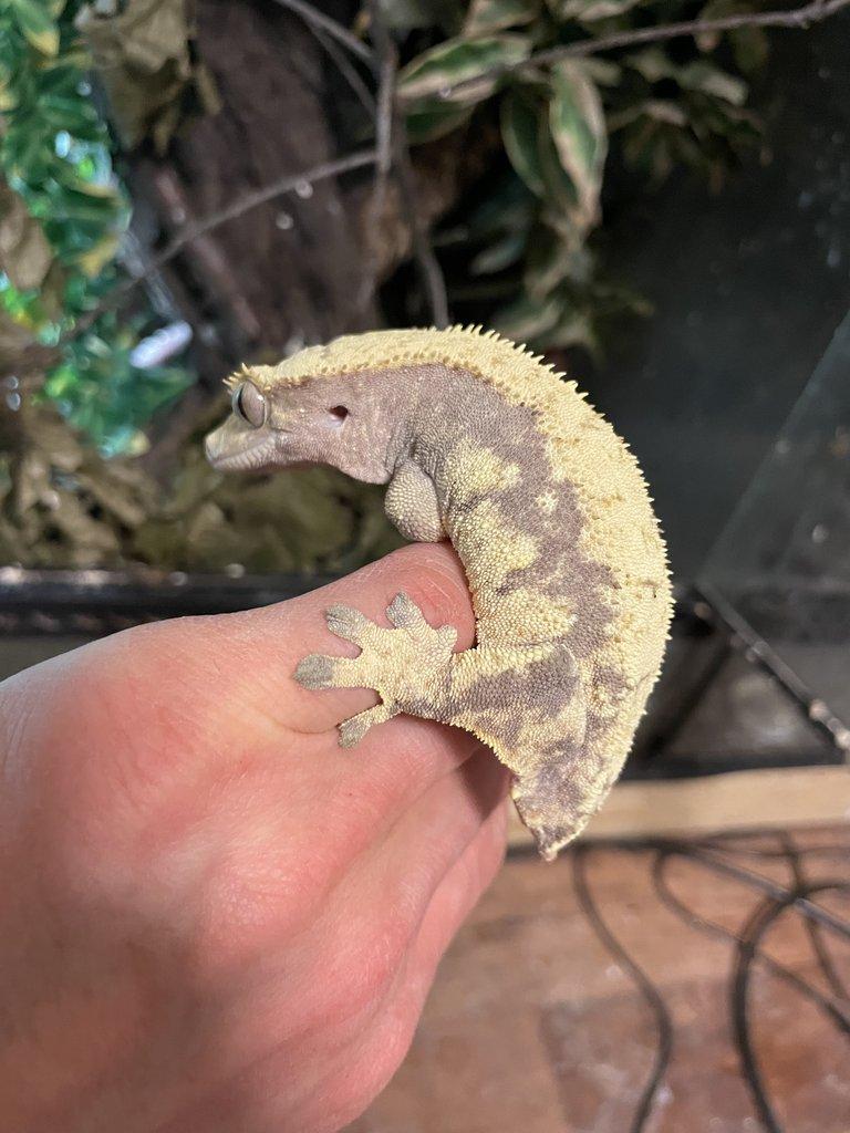 0,2 Rhacodactylus ciliatus