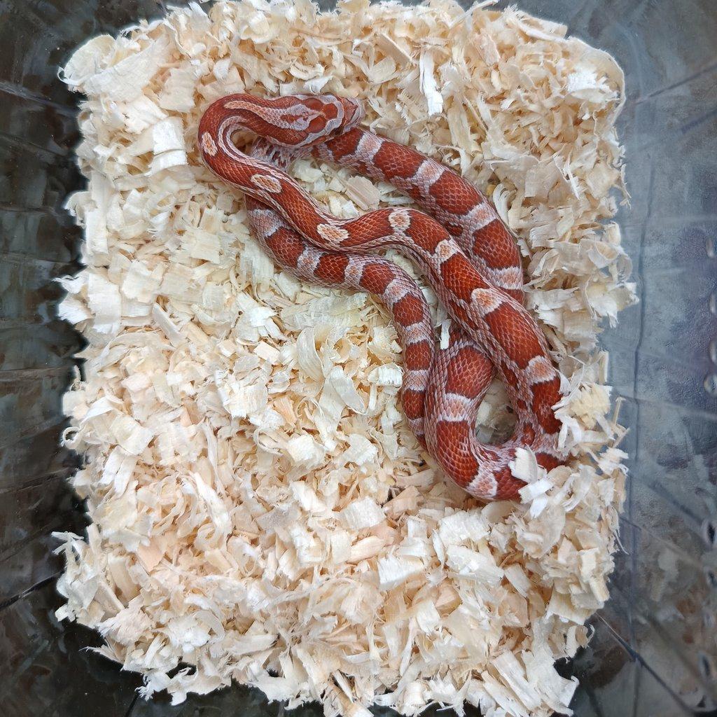 Užovka červená - Fauna trhy Ostrava 15.2.