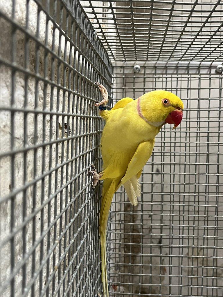 Alexandr malý - samec 2023