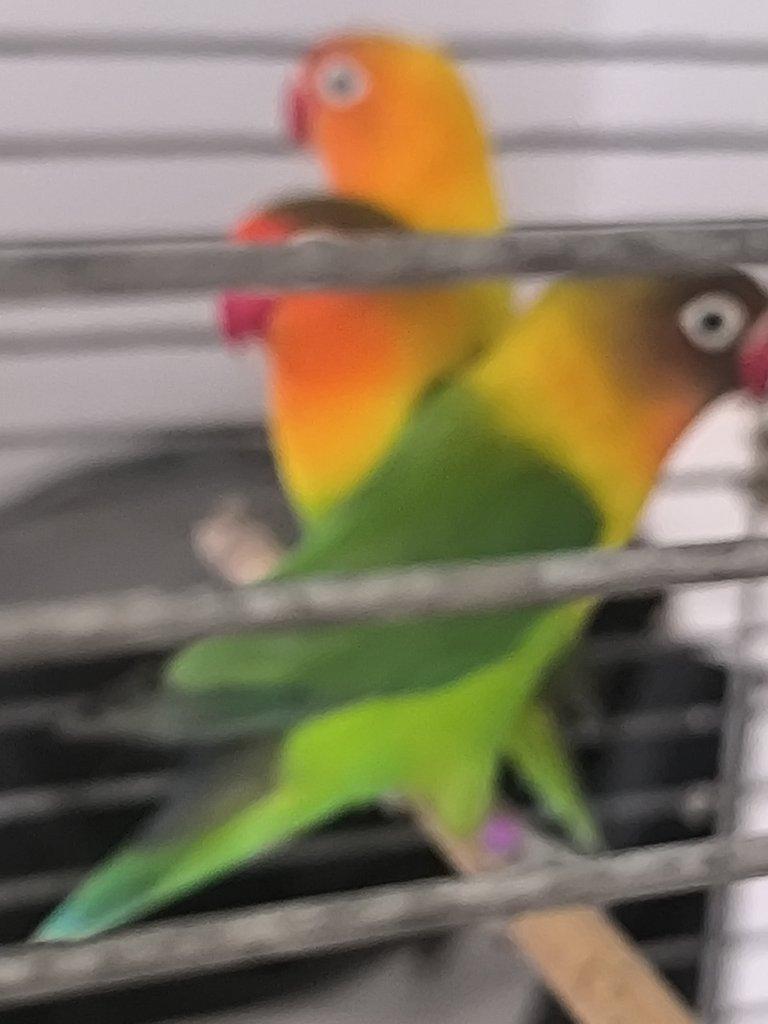 Agapornis Fisery par i s kleci