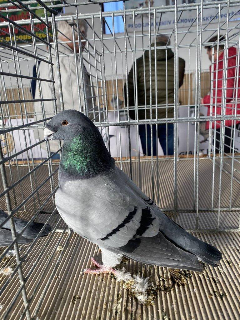 Prodám Americké výstavní