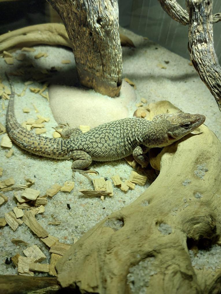 Varanus storri 1.0