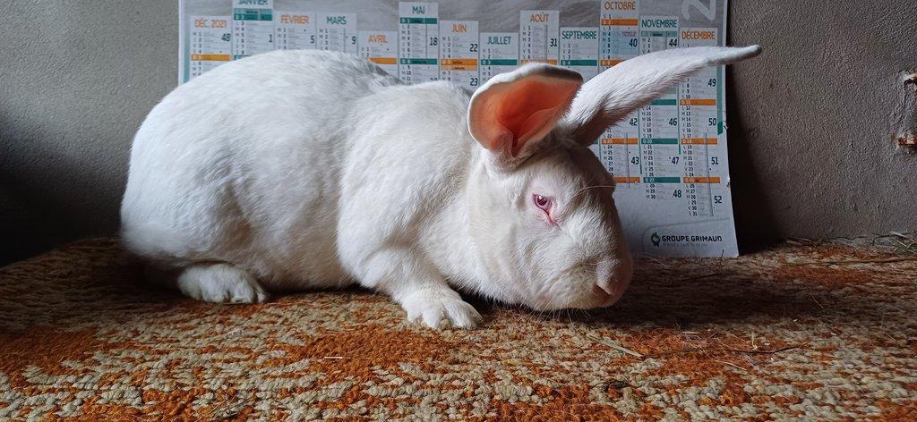 BROJLEROVÝ KRÁLÍCI HYLA - HYPLUS