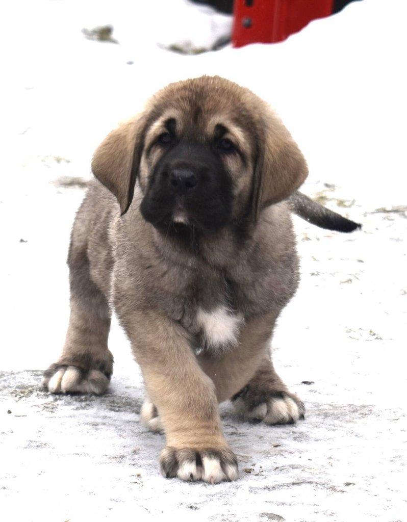 Španělský mastin - Mastin Espaňol máme k odběru krásné fenky