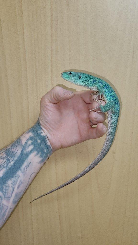 1.1 Timon lepidus Blue