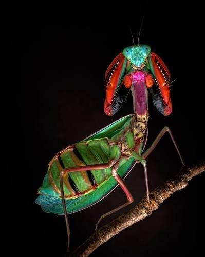 Hierodula majusculaa-určené páry