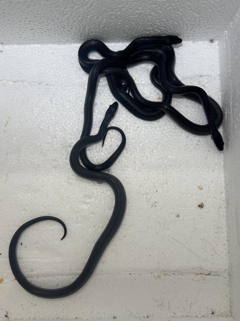 Lamprophis fuliginosus black