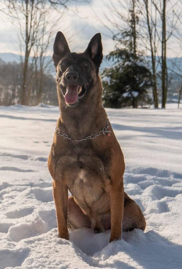 Belgický ovčák - Malinois - štěňata s pp - na záznam