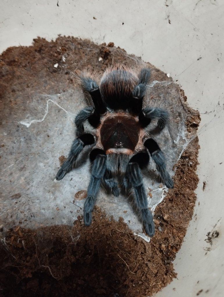 Tliltocatl ( Brachypelma ) vagans