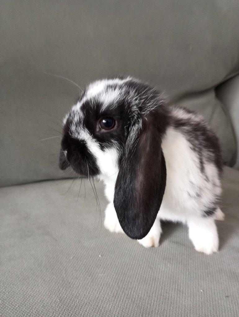 Zakrslý beránek králíček