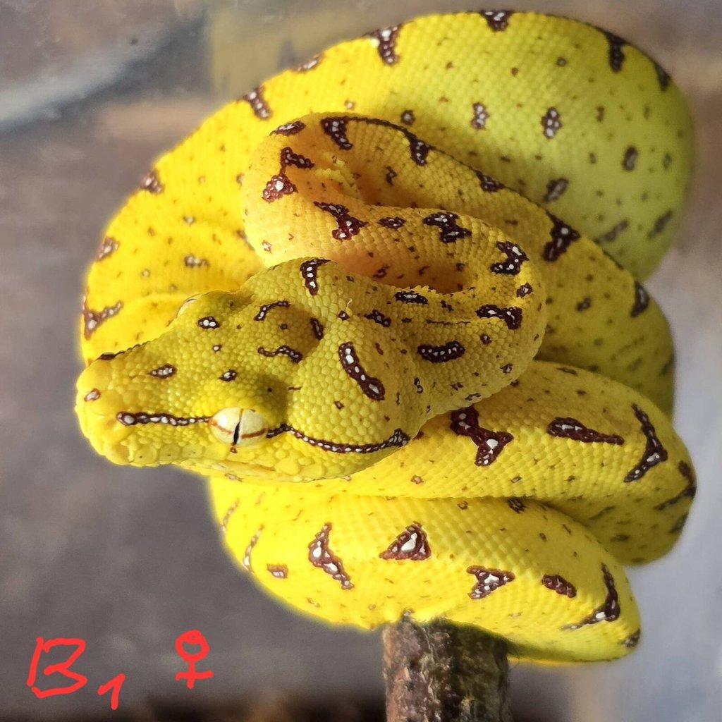 Morelia azurea pulcher (viridis)