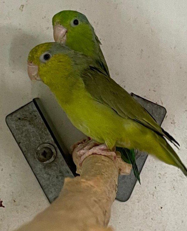 Papoušíček šedokřídlý