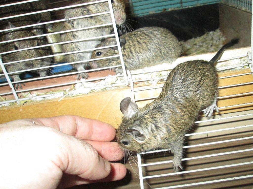 Osmák degu - mláďata
