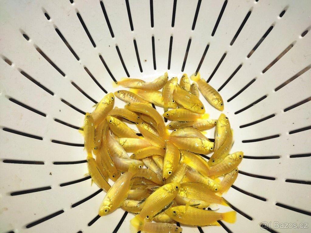 TLAMOVCI TANGANIKA MALAWI