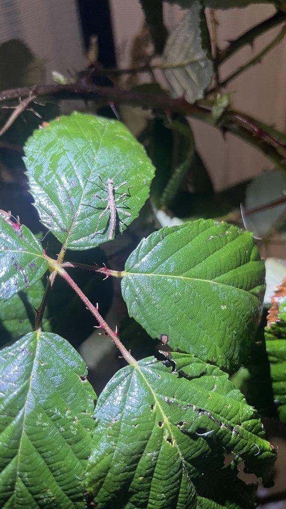 Flexárium se strašilkami