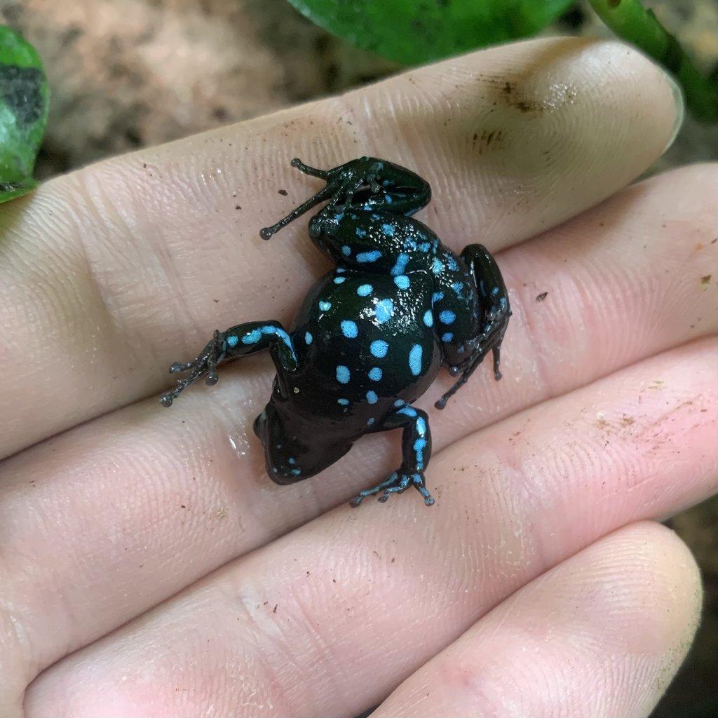 Mantella laevigata CB25