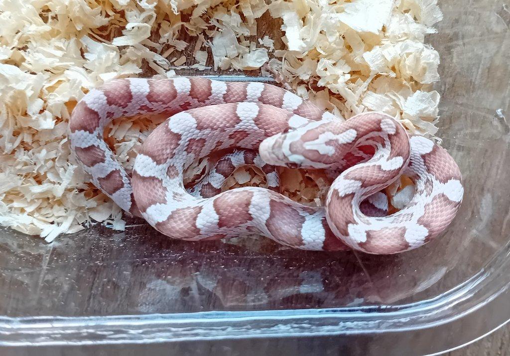 Užovka červená het. Scaleless