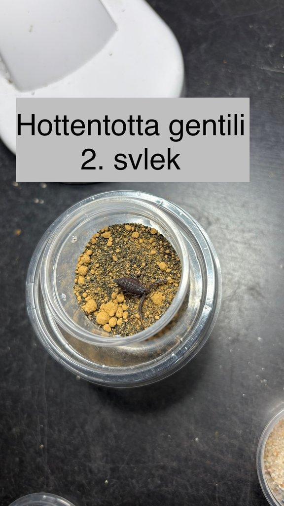 Štíři - aktuální nabídka 13.11