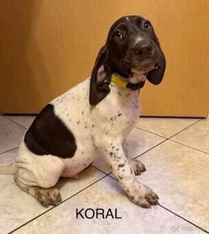 Německý krátkosrstý ohař – štěňata po pracovních rodičích