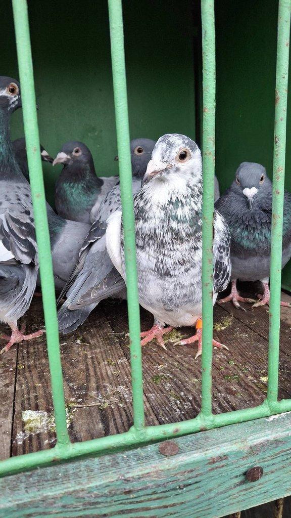 Poštovní holubi