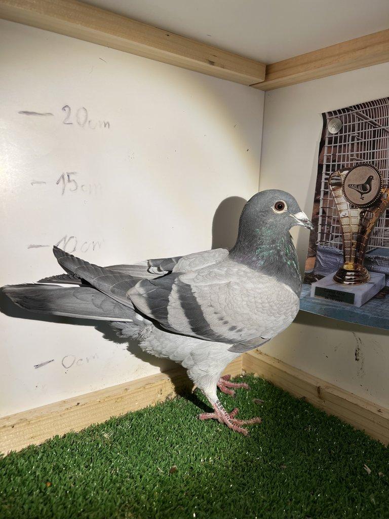 Poštovní Holub - Výletky 2025