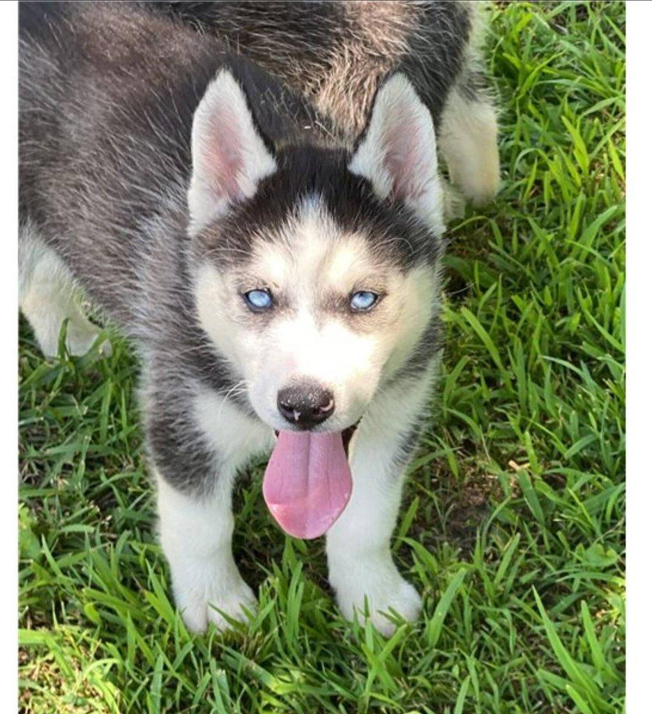 Sibiřský husky štěňátka