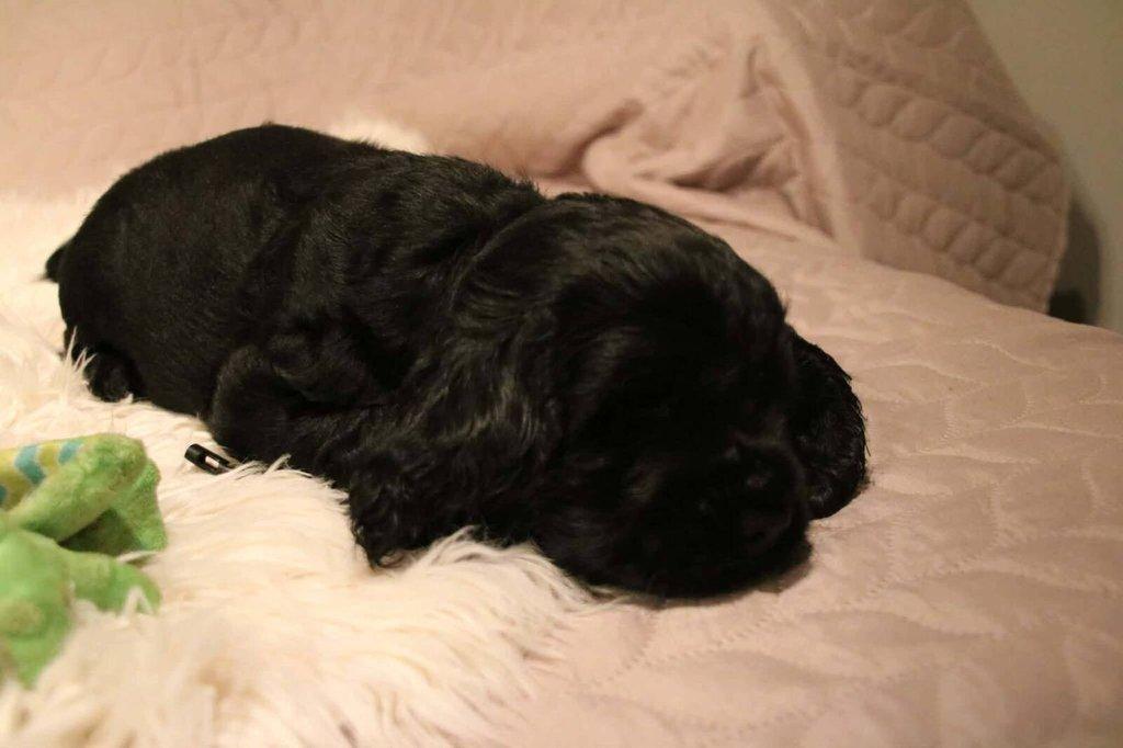 Anglický kokršpaněl s PP - 2 volní pejsci