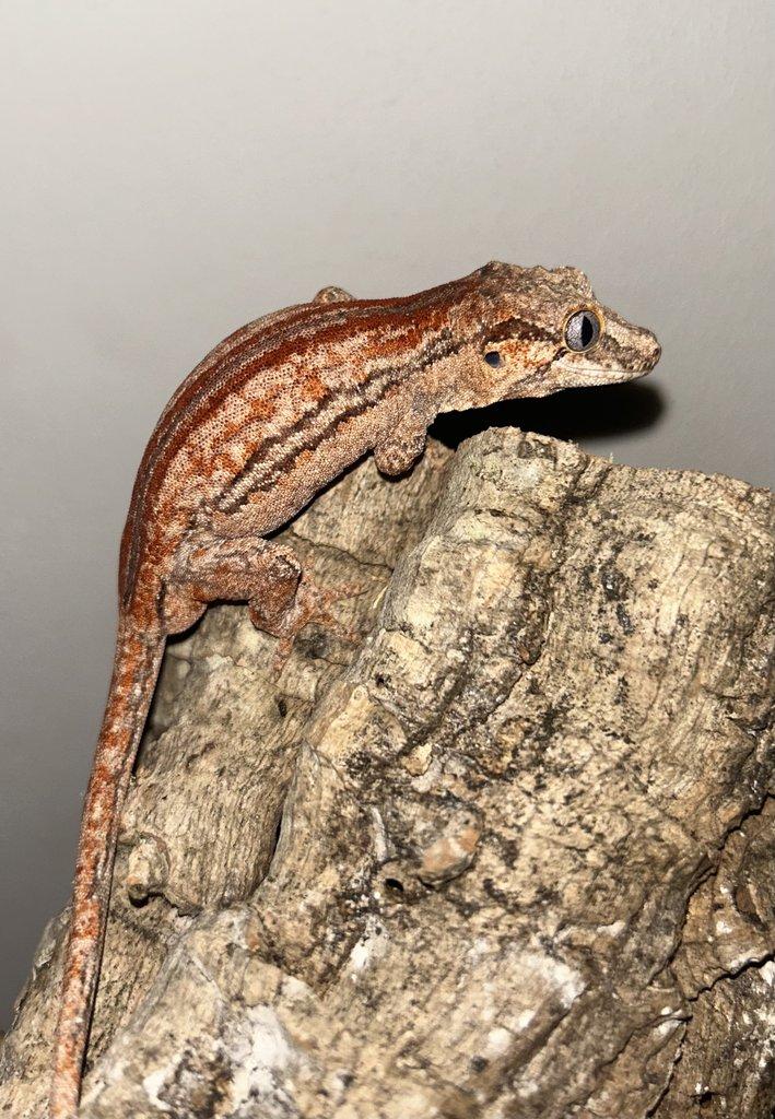 Pagekon hrbolkohlavý 1.0 (Rhacodactylus auriculatus)