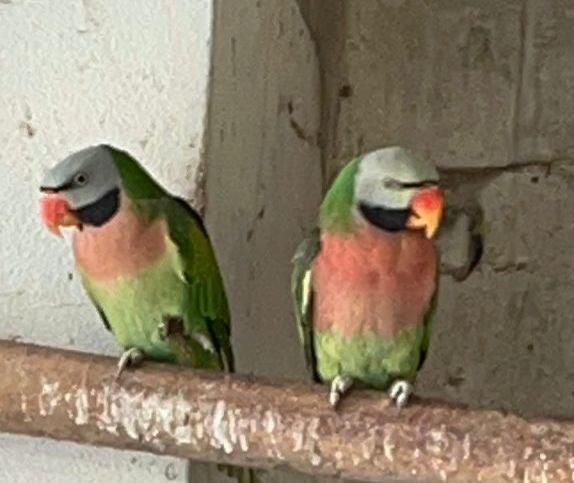 Psittacula alexandri dammermani