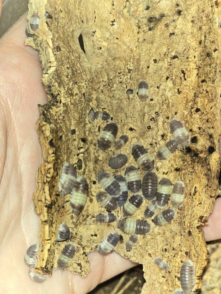 Redukce chovu isopod - celé boxy za zlomek ceny (spěchá)