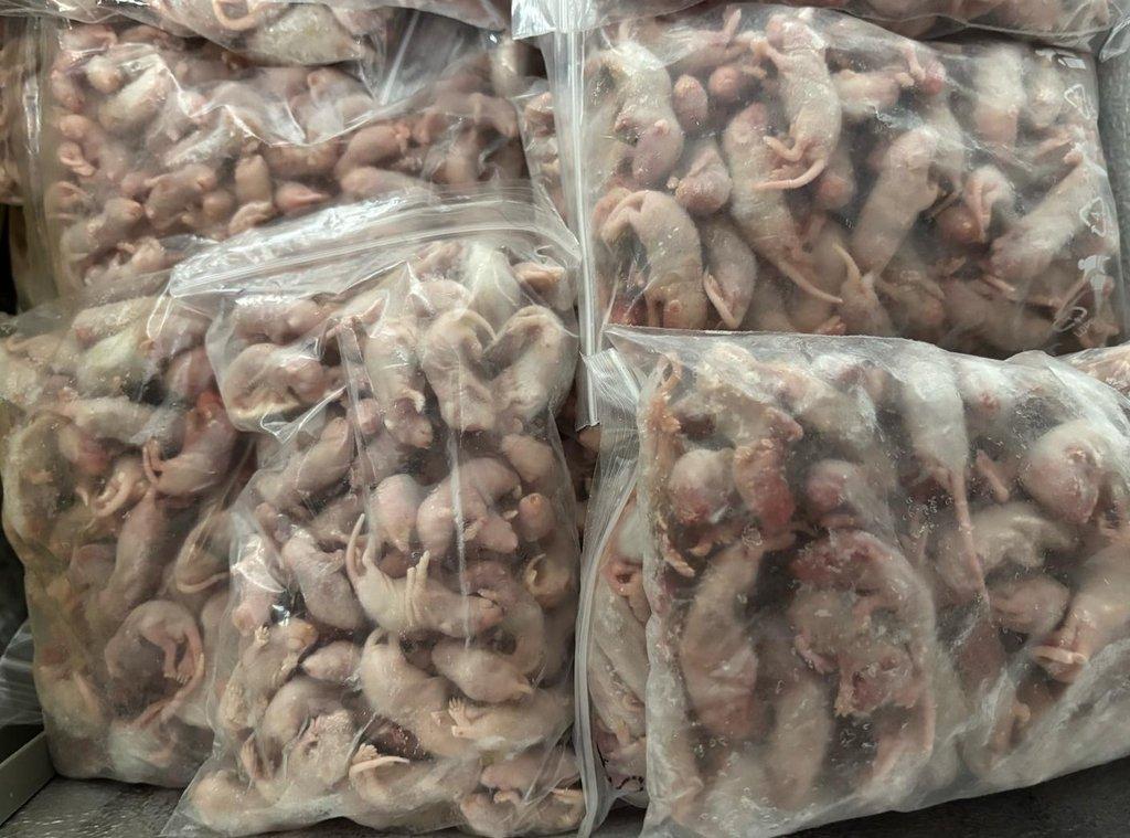 Prodám mražené myši