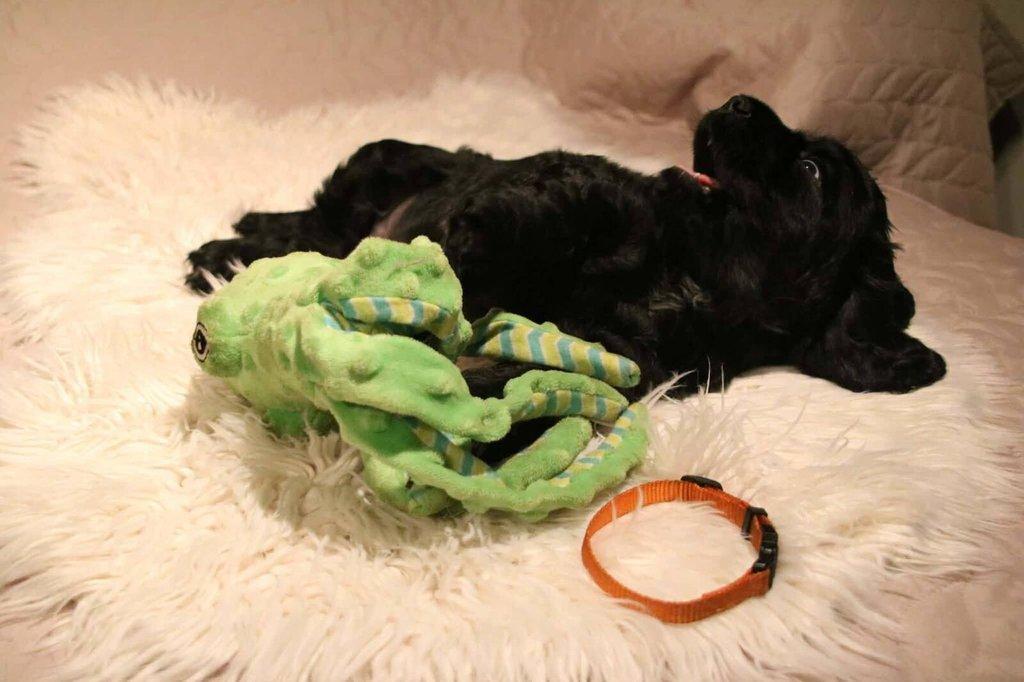 Anglický kokršpaněl s PP - 2 volní pejsci