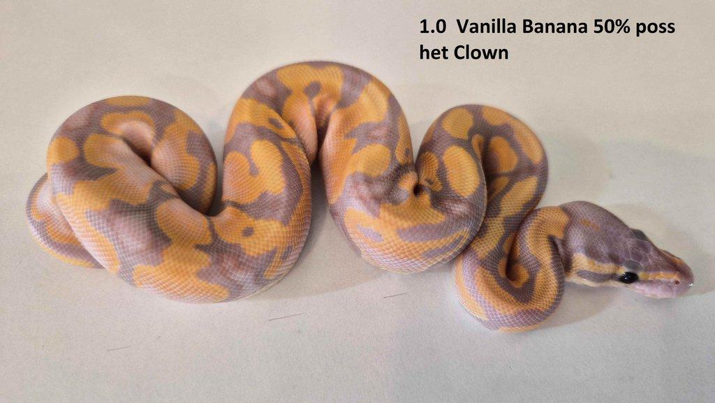 Krajta královská - prodám vlastní odchov 2023 - 2025