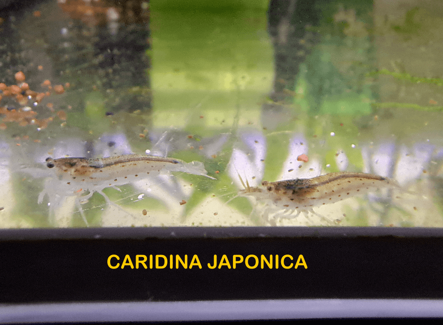 Krevetky krevety NEOCARIDINA různé varianty, CARIDINA JAPONICA