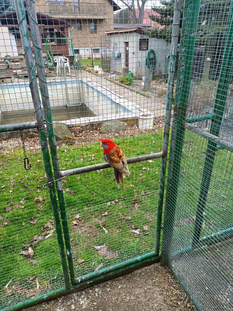 Prodám Roselu penant