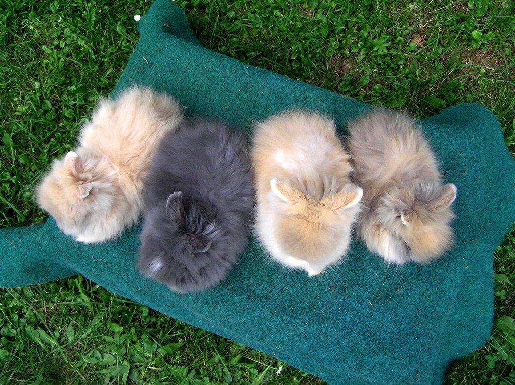 Teddy králíčci mláďata z kvalitního chovu