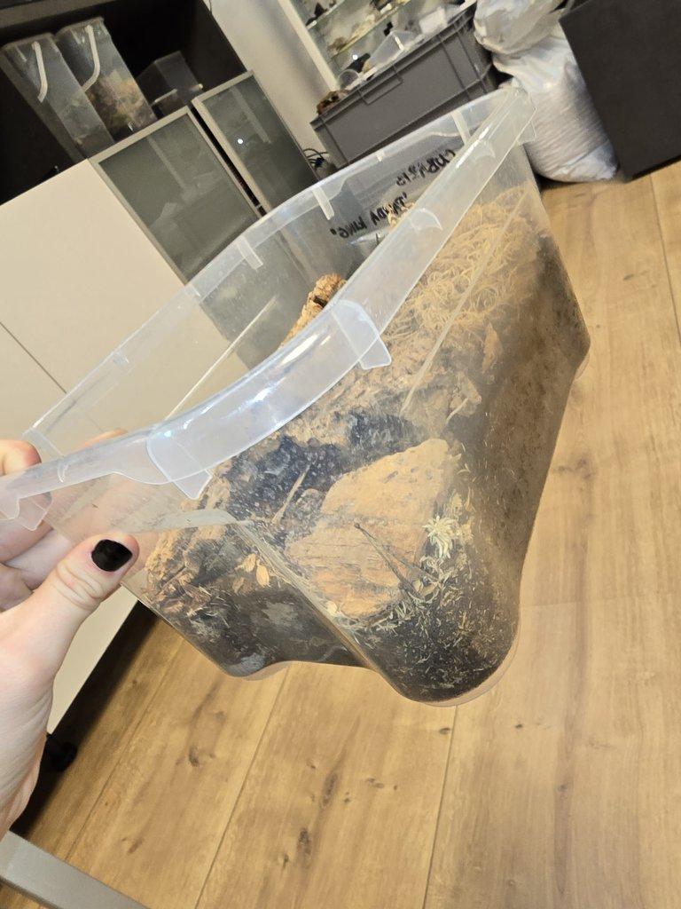 Redukce chovu isopod - celé boxy za zlomek ceny (spěchá)