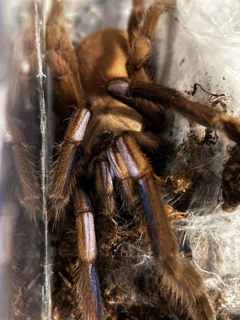 Chilobrachys natanicharum 2. - 3. svlek