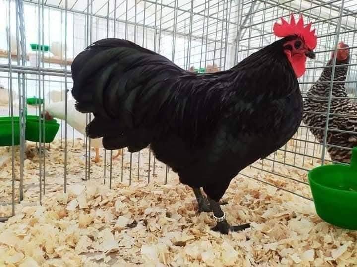 Násadová vejce zdrobnělé Australky černé a modré s lemy