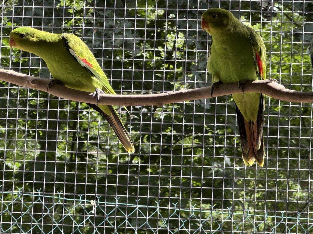 Papoušek červenokřídlý 1,0 žlutý a 1,0 štěpitelný na žlutou 2025